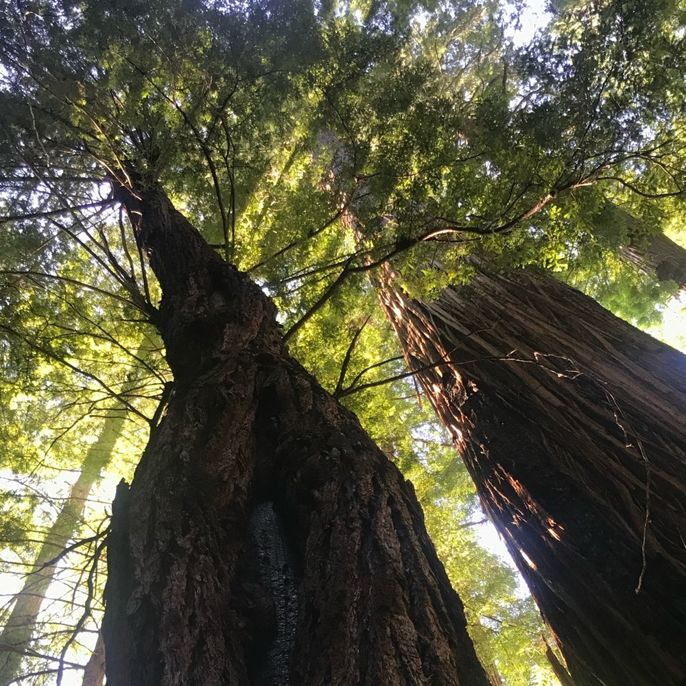 Meet your posher Chanel’s Closet